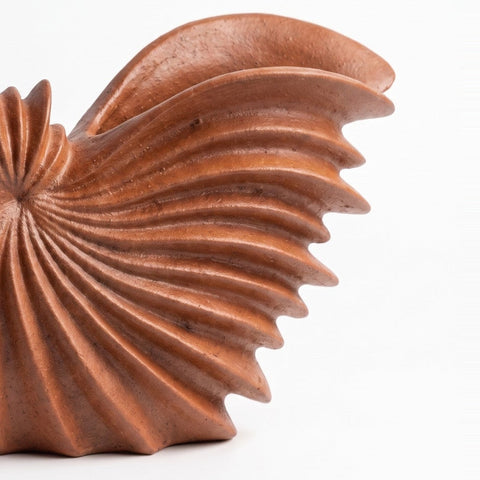 Concha Mar Rojo — detalle