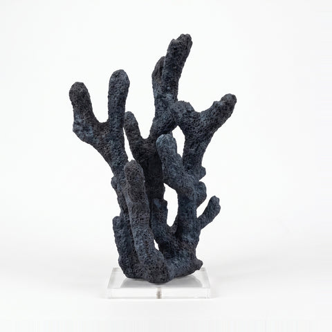 Coral Azul